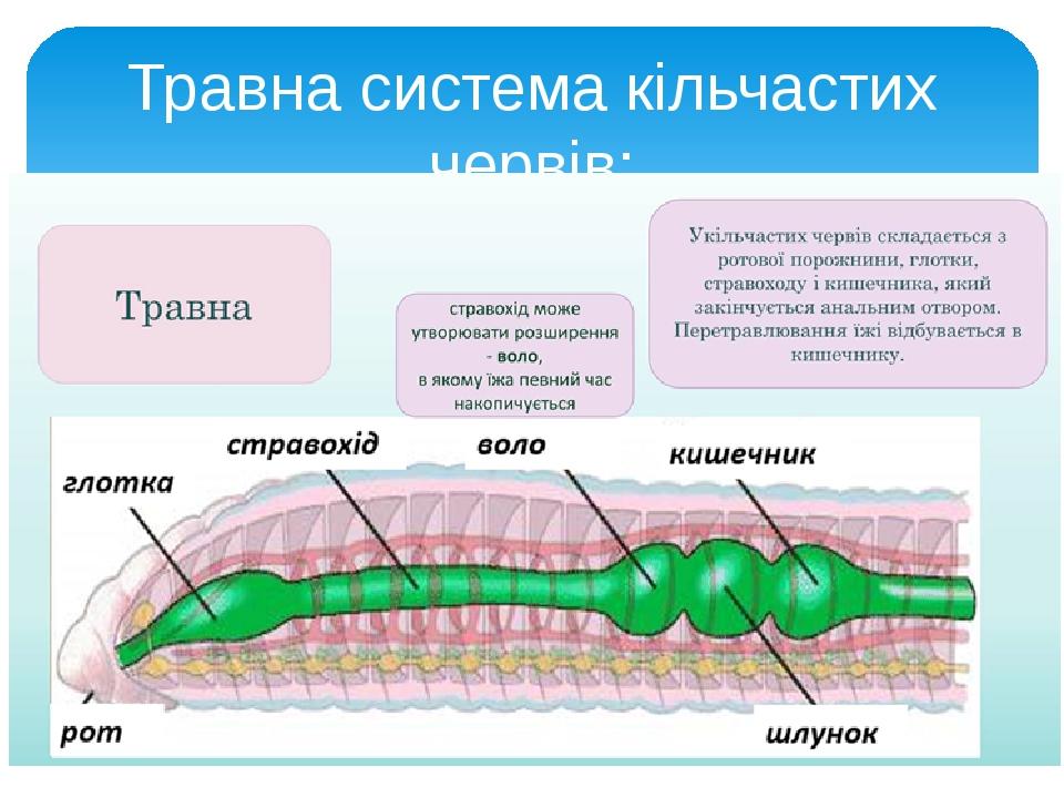 Травна система кільчастих червів: