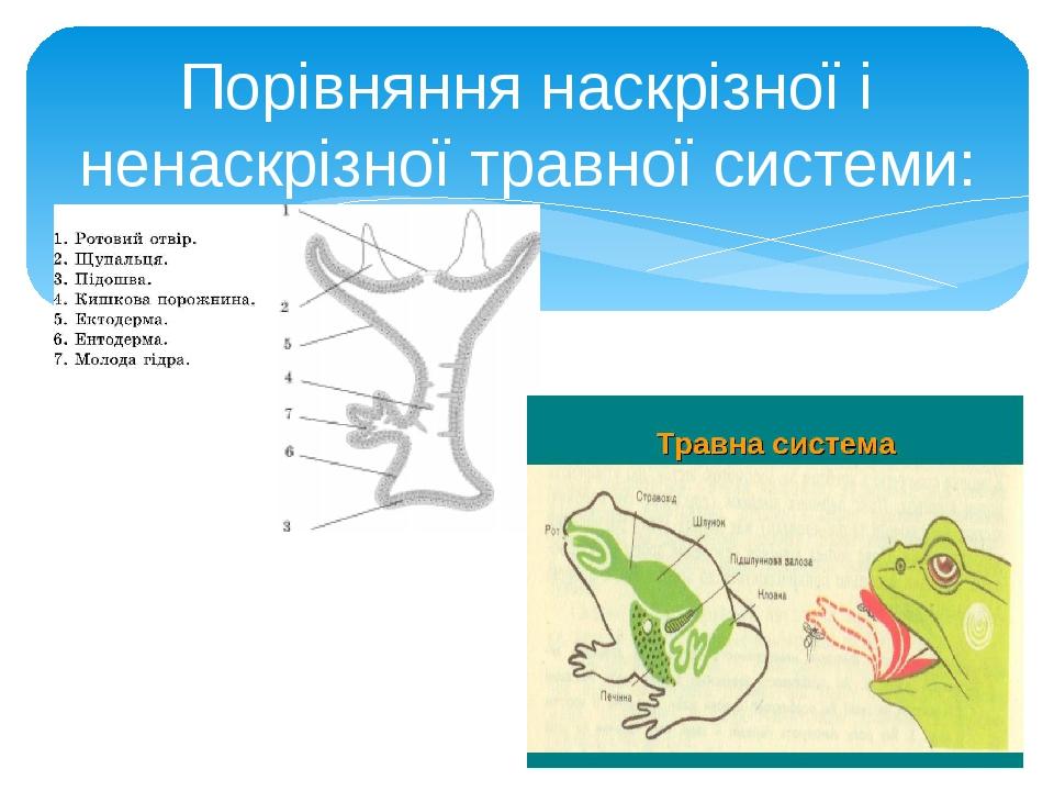 Порівняння наскрізної і ненаскрізної травної системи: