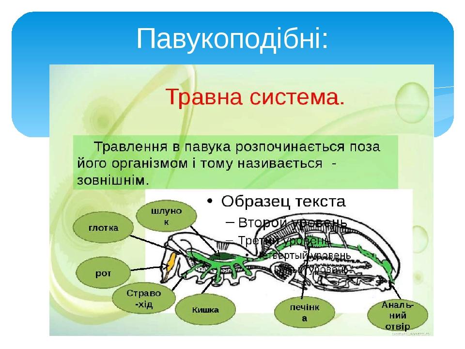 Павукоподібні: