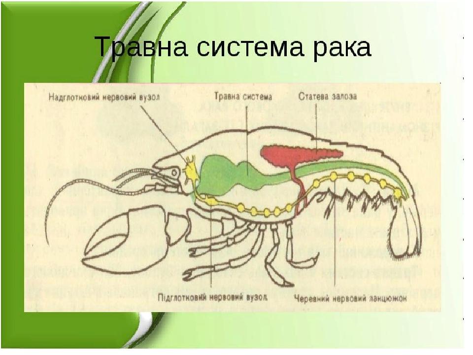 Членистоногие пищеварительная система. Рисунок строения пищеварительной системы членистоногих. Цепь пищеварительной системы у членистоногих. Раскрасить органы членистоногих. Травна система ракоподібних.