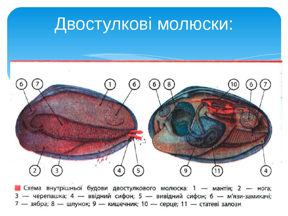 Двостулкові молюски: