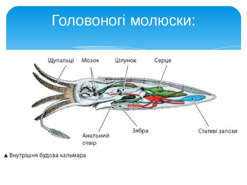 Головоногі молюски: