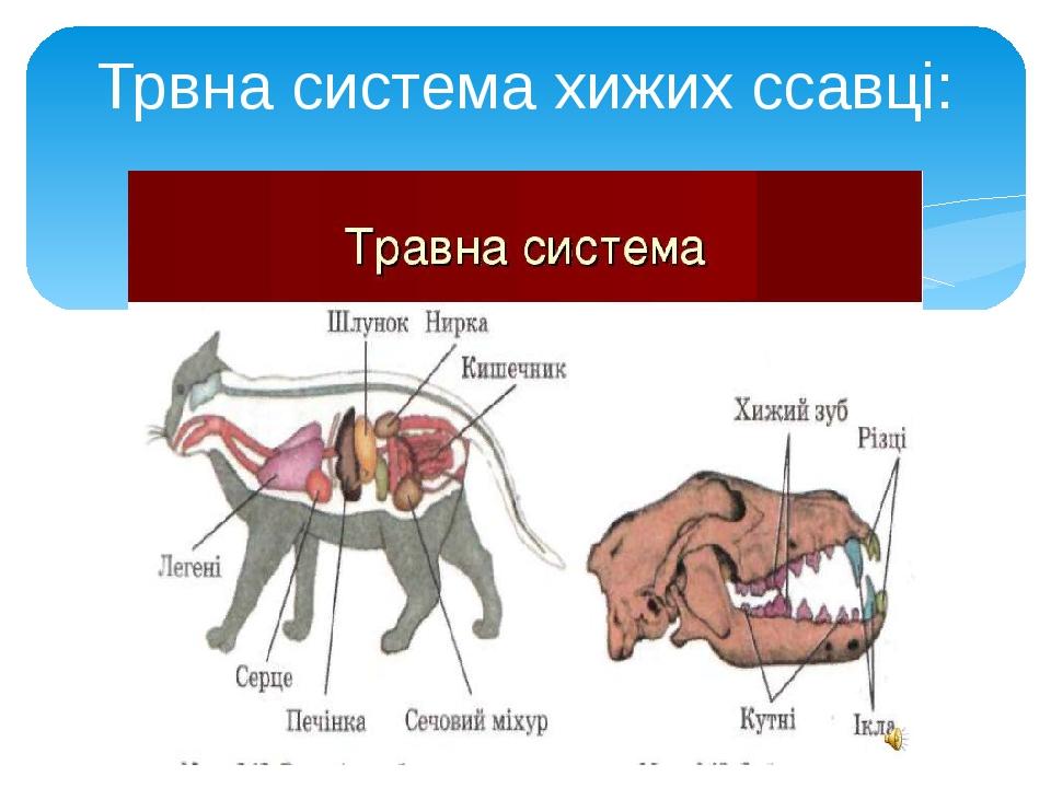 Трвна система хижих ссавці: