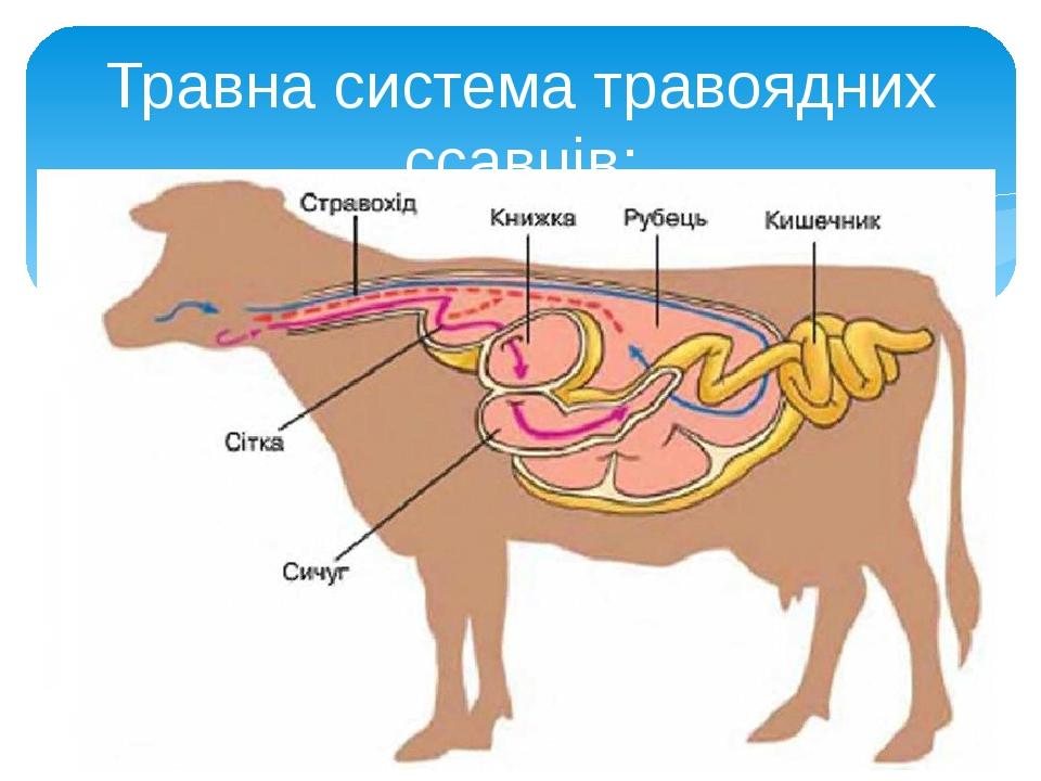 Травна система травоядних ссавців: