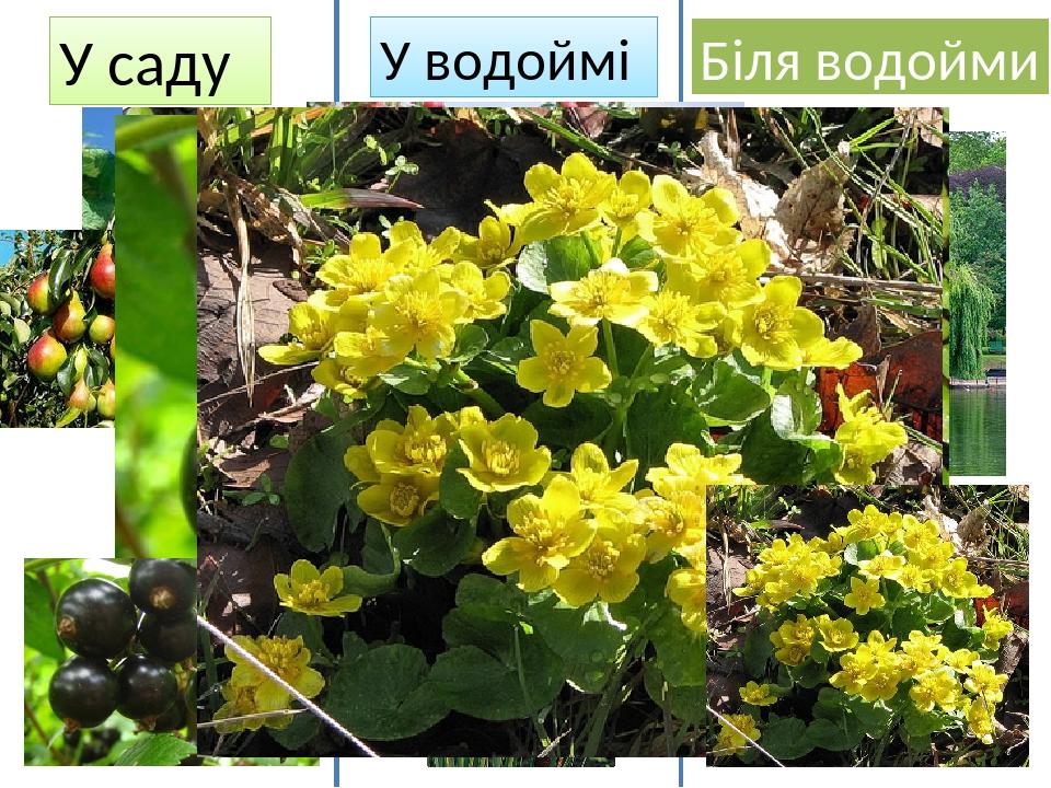У саду Біля водойми У водоймі