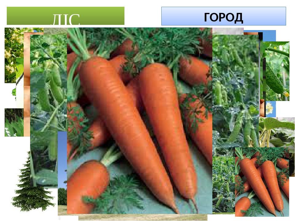 ЛІС ГОРОД