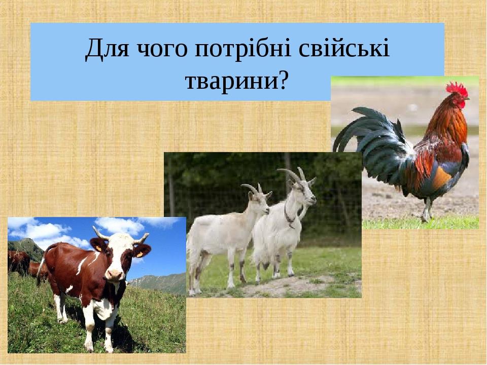 Для чого потрібні свійські тварини?