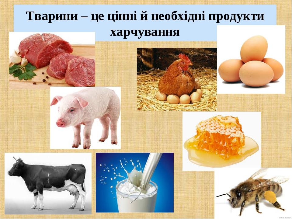 Тварини – це цінні й необхідні продукти харчування
