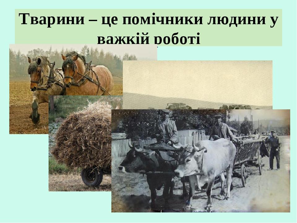 Тварини – це помічники людини у важкій роботі