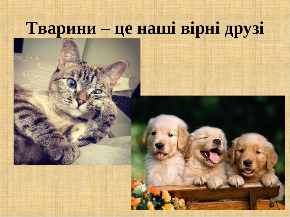 Тварини – це наші вірні друзі
