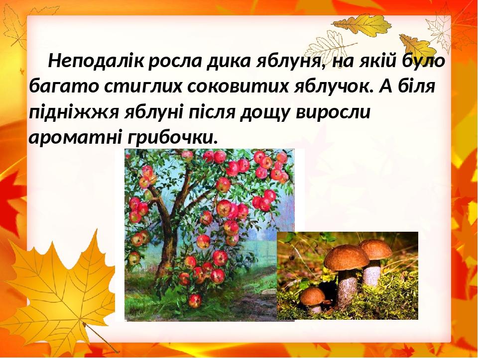 Неподалік росла дика яблуня, на якій було багато стиглих соковитих яблучок. А біля підніжжя яблуні після дощу виросли ароматні грибочки.