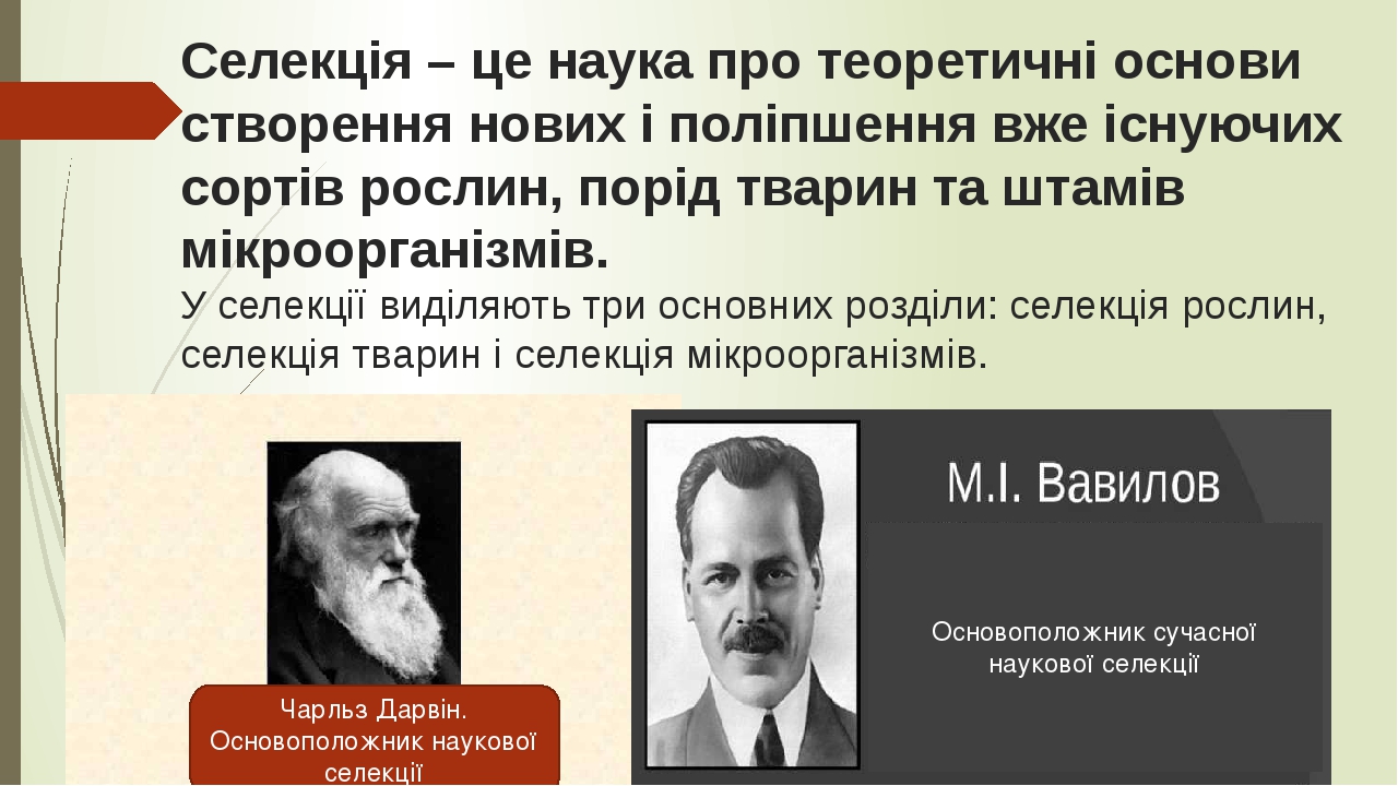 Презентація на тему "Селекція"