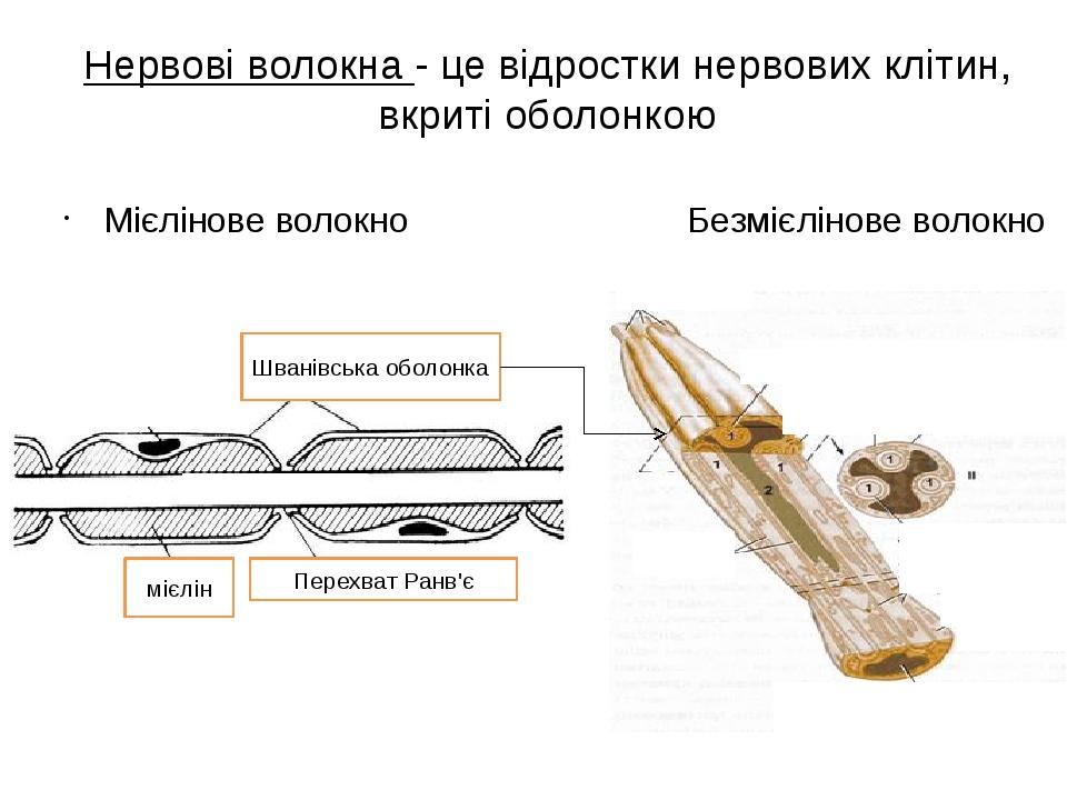 Схема натуральные волокна