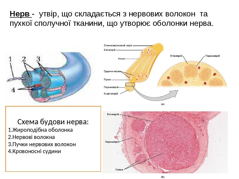 Языкоглоточный нерв схема