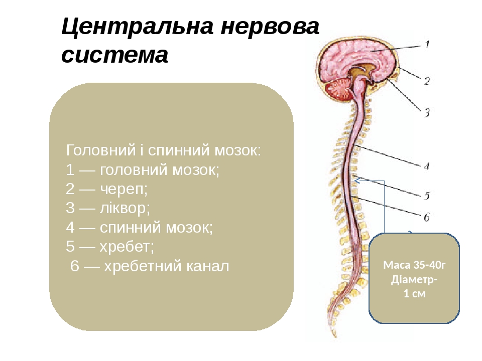 Центральна нервова система . Головний і спинний мозок: 1 — головний мозок; 2 — череп; 3 — ліквор; 4 — спинний мозок; 5 — хребет; 6 — хребетний кана...