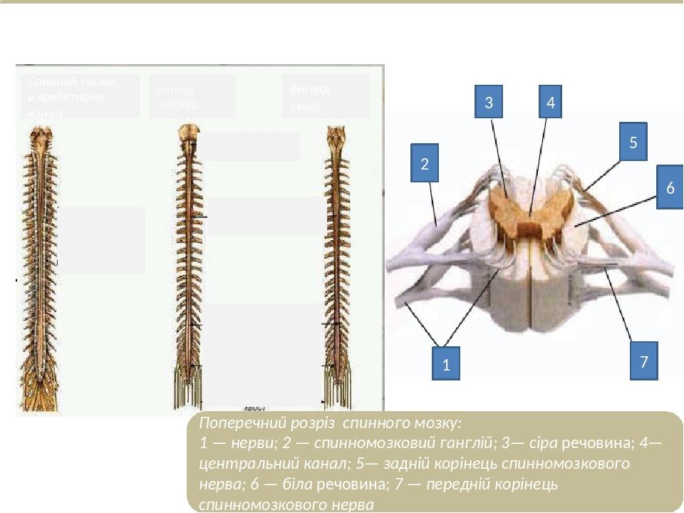 1 2 6 3 4 5 7 Поперечний розріз спинного мозку: 1 — нерви; 2 — cпинномозковий ганглій; 3— сіра речовина; 4— центральний канал; 5— задній корінець с...