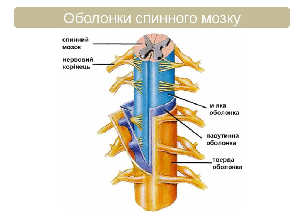 Оболонки спинного мозку