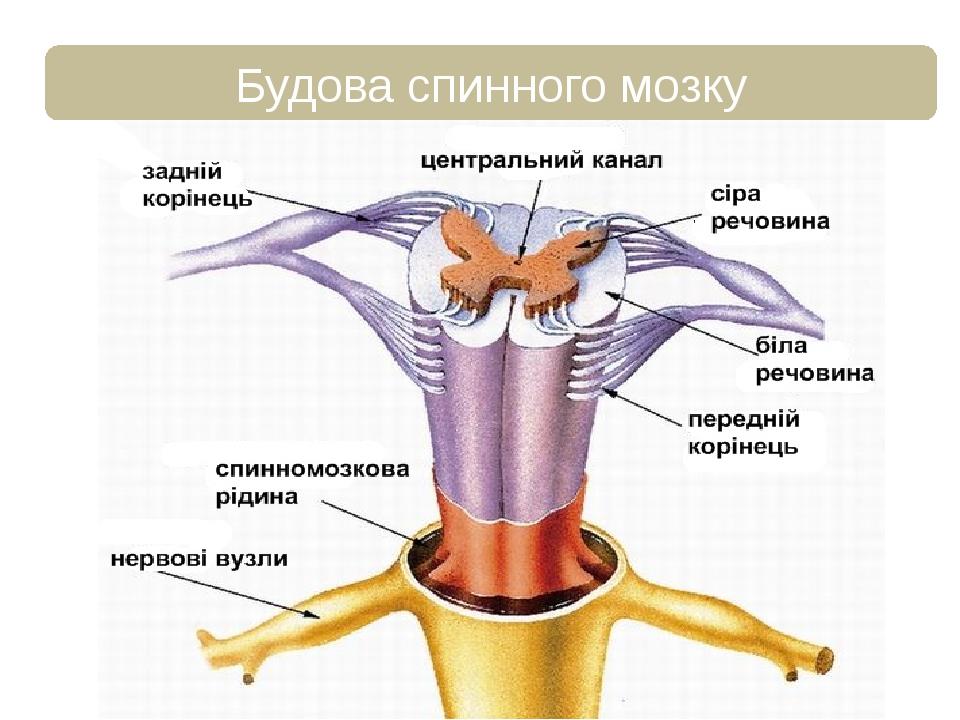 Будова спинного мозку