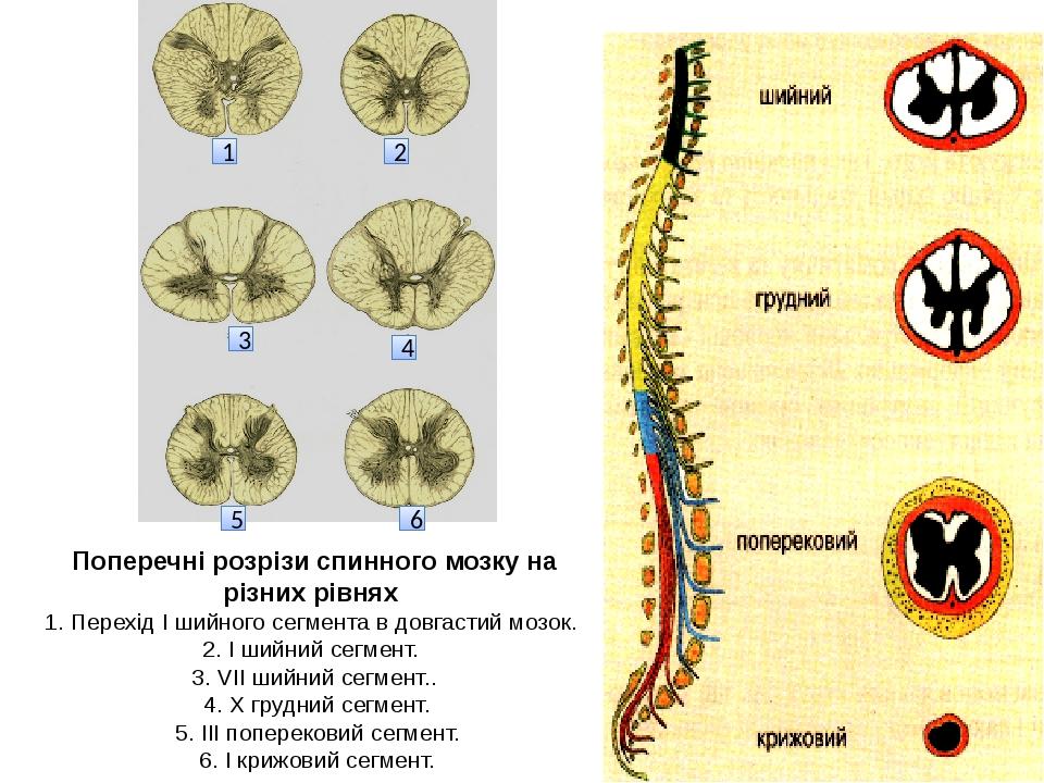 Поперечні розрізи спинного мозку на різних рівнях 1. Перехід I шийного сегмента в довгастий мозок. 2. I шийний сегмент. 3. VII шийний сегмент.. 4. ...