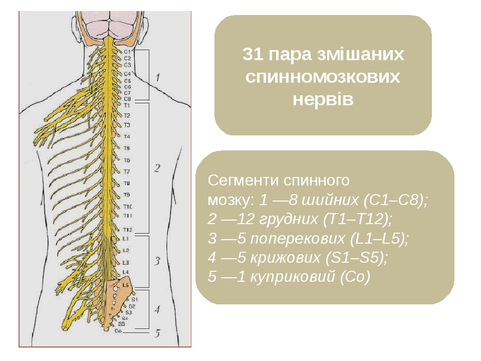 31 пара змішаних спинномозкових нервів Сегменти спинного мозку: 1 —8 шийних (С1–С8); 2 —12 грудних (Т1–Т12); 3 —5 поперекових (L1–L5); 4 —5 крижови...