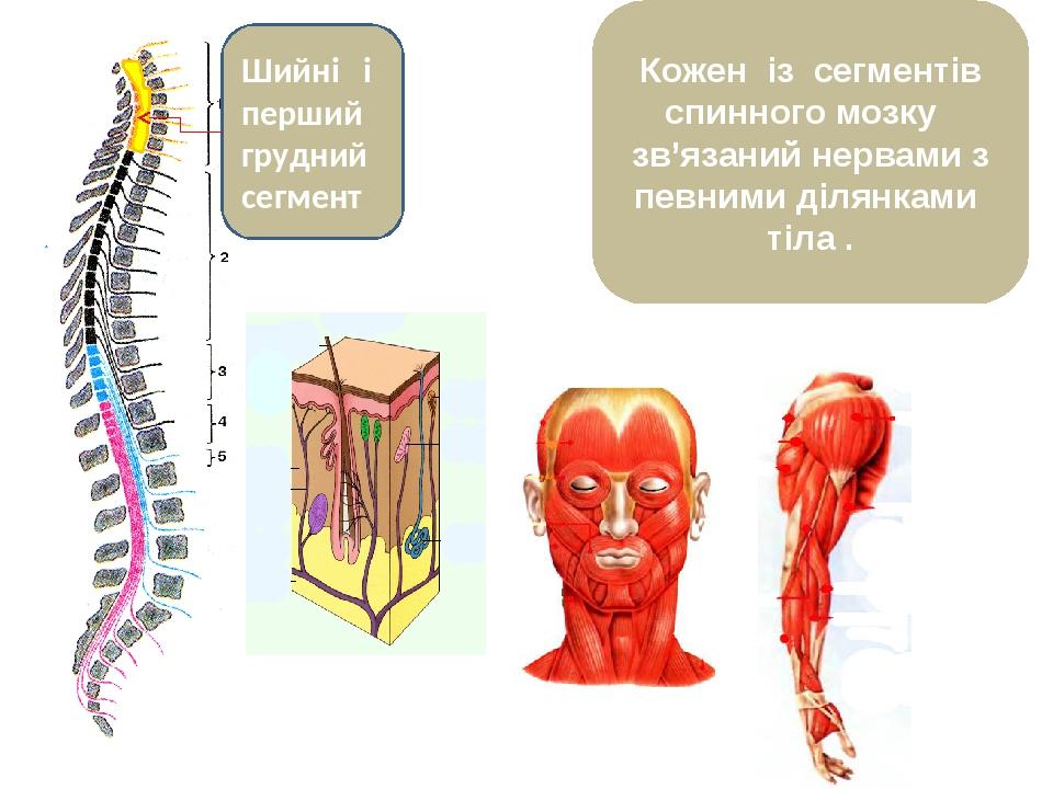 Кожен із сегментів спинного мозку зв’язаний нервами з певними ділянками тіла . Шийні і перший грудний сегмент