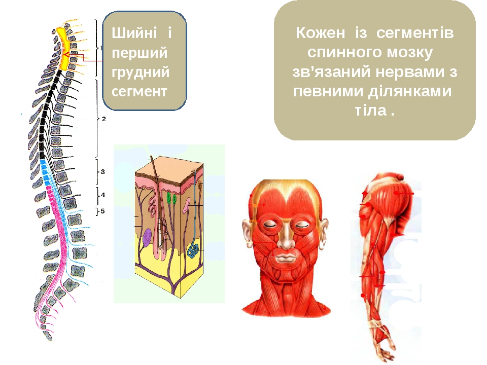 Сегмент спинного мозга фото