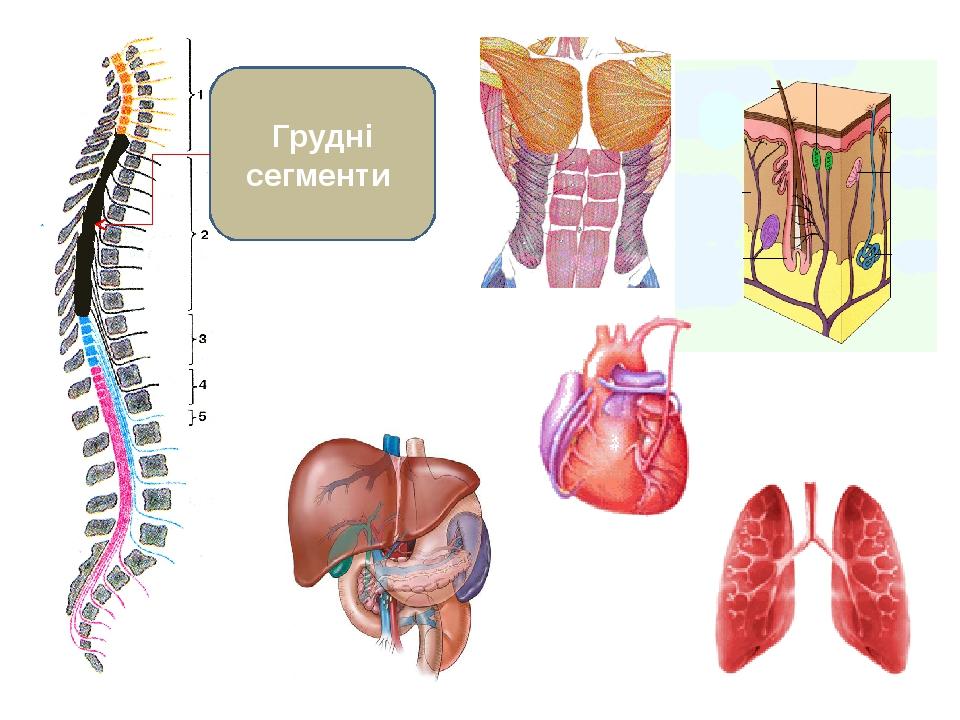 Грудні сегменти