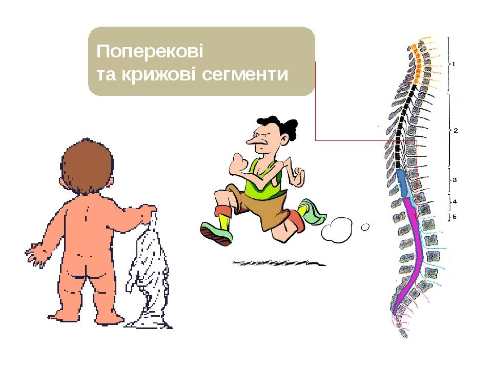 Поперекові та крижові сегменти