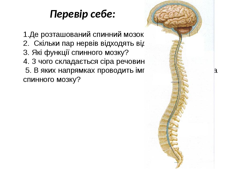 1.Де розташований спинний мозок ? 2. Скільки пар нервів відходять від спинного мозку ? 3. Які функції спинного мозку? 4. З чого складається сіра ре...