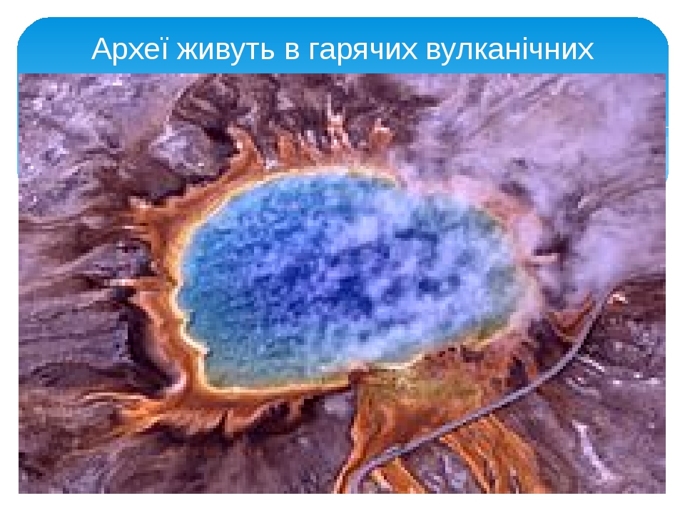 Презентація з теми: "Основні групи організмів: віруси, бактерії ...
