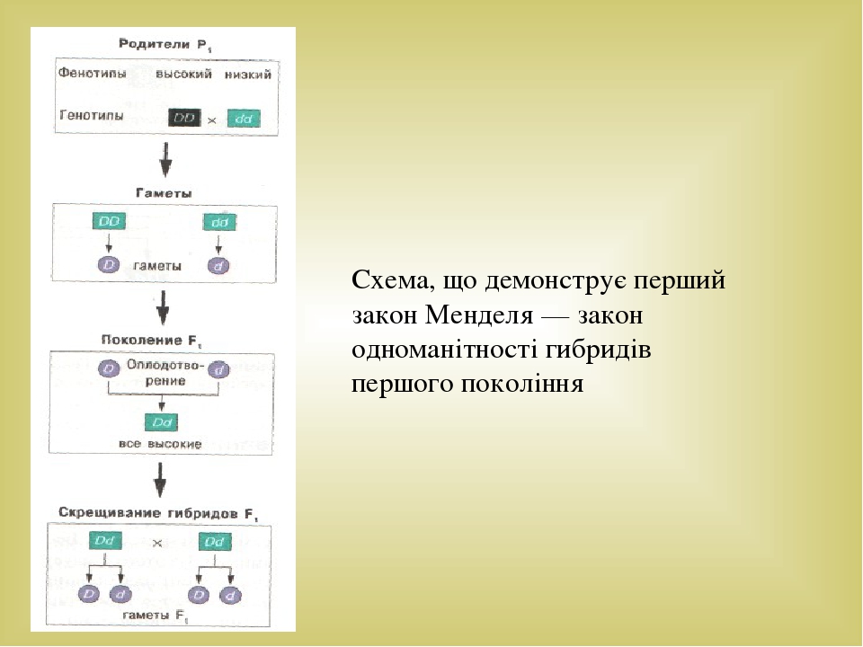 Первый закон менделя схема