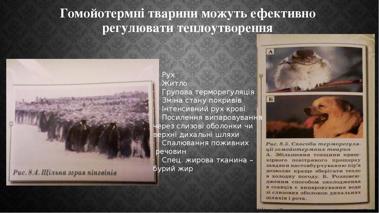 Гомойотермні тварини можуть ефективно регулювати теплоутворення Рух Житло Групова терморегуляція Зміна стану покривів Інтенсивний рух крові Посилен...