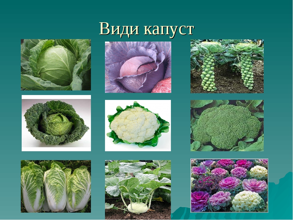 виды капуст и их названия картинки небольшом пространстве