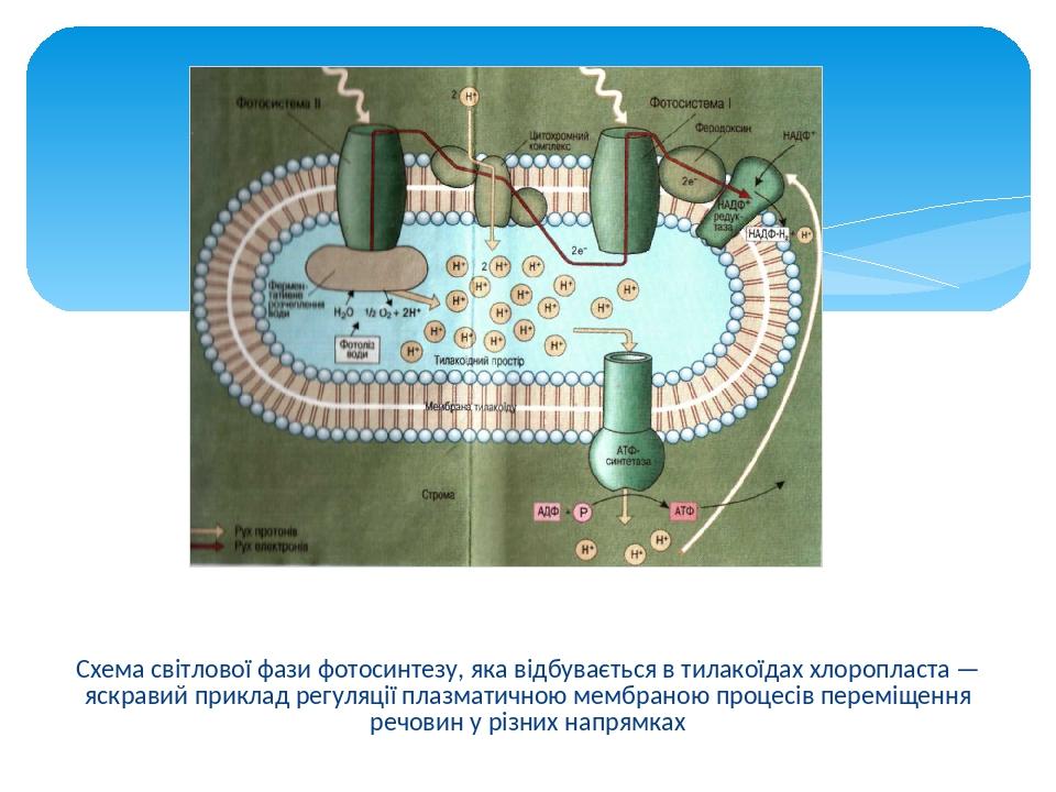 Схема світлової фази фотосинтезу, яка відбувається в тилакоїдах хлоропласта — яскравий приклад регуляції плазматичною мембраною процесів переміщенн...