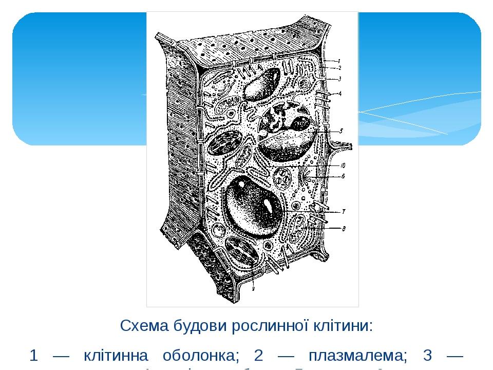 Схема будови рослинної клітини: 1 — клітинна оболонка; 2 — плазмалема; З — плазмодесма; 4 — мікротрубочки; 5 — ядро; 6 — апарат Гольджі; 7 — вакуол...