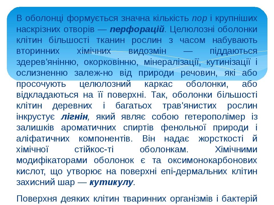 В оболонці формується значна кількість пор і крупніших наскрізних отворів — перфорацій. Целюлозні оболонки клітин більшості тканин рослин з часом н...