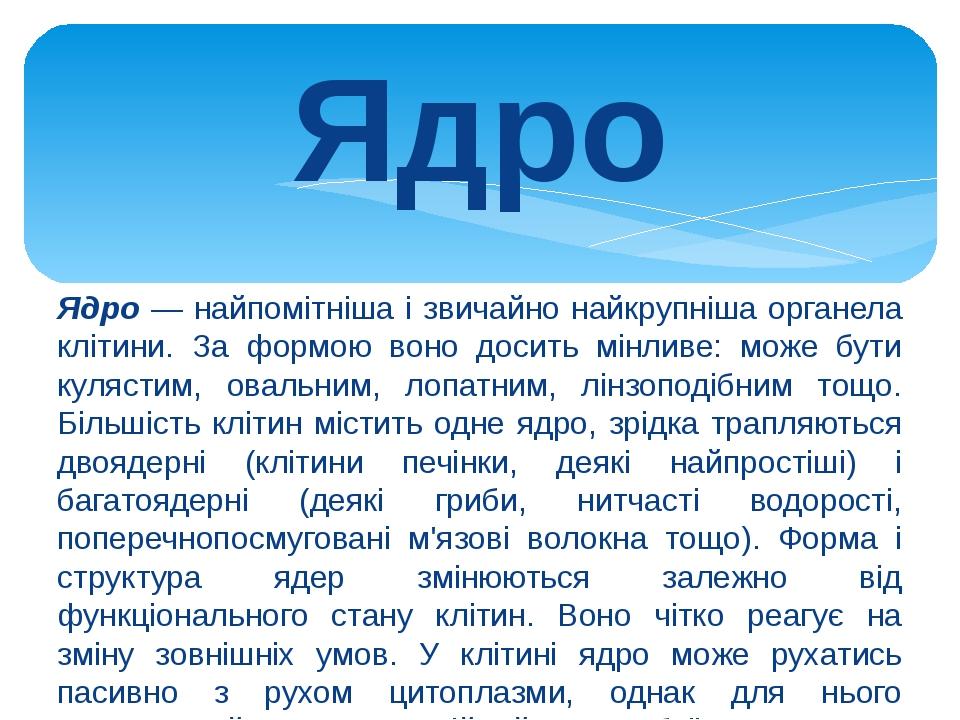 Ядро Ядро — найпомітніша і звичайно найкрупніша органела клітини. За формою воно досить мінливе: може бути кулястим, овальним, лопатним, лінзоподіб...