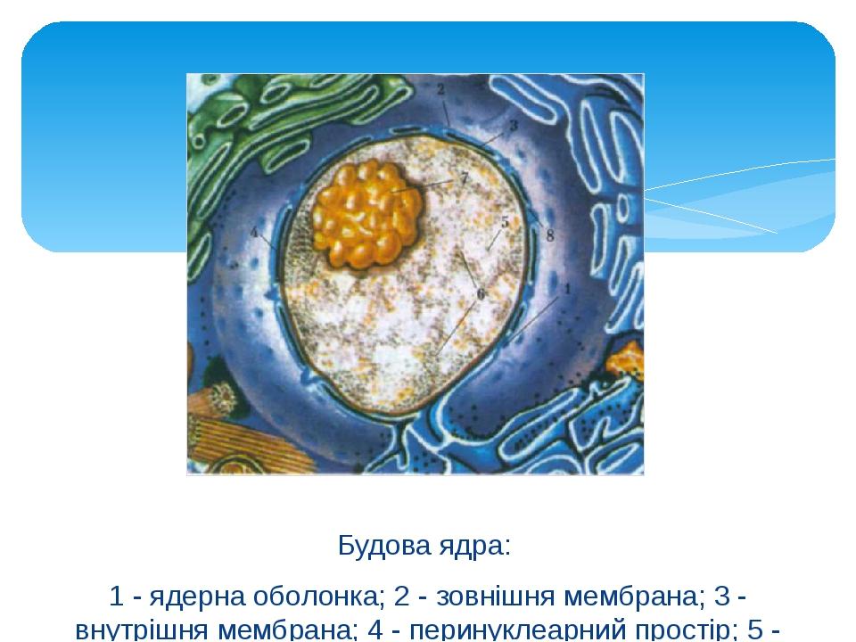 Будова ядра: 1 - ядерна оболонка; 2 - зовнішня мембрана; 3 - внутрішня мембрана; 4 - перинуклеарний простір; 5 - каріоплазма; 6 - хроматин; 7 - яде...