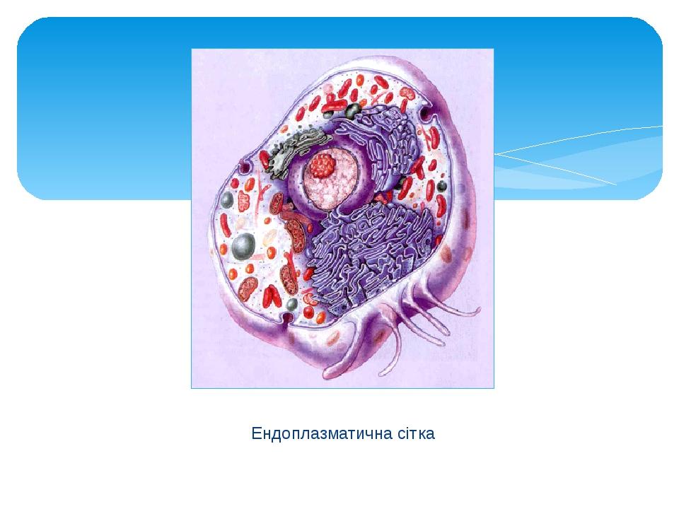 Ендоплазматична сітка