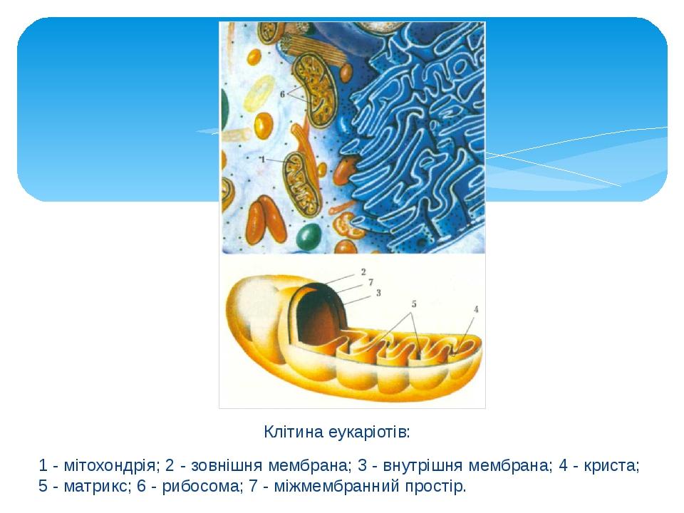 Клітина еукаріотів: 1 - мітохондрія; 2 - зовнішня мембрана; 3 - внутрішня мембрана; 4 - криста; 5 - матрикс; 6 - рибосома; 7 - міжмембранний простір.