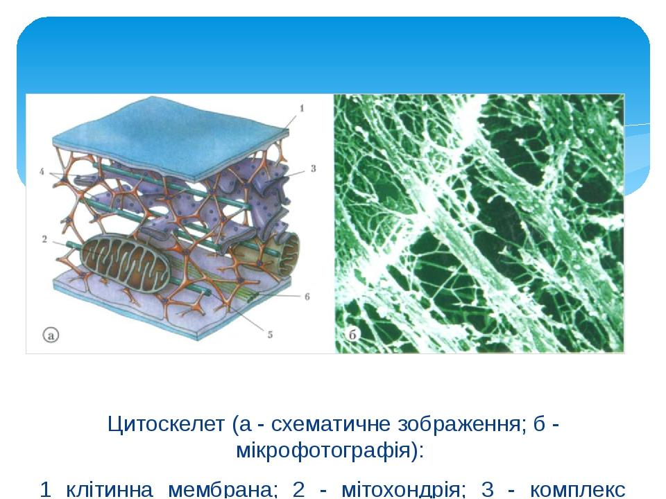 Цитоскелет (а - схематичне зображення; б - мікрофотографія): 1 клітинна мембрана; 2 - мітохондрія; 3 - комплекс Гольджі; 4 рибосоми; 5 мікротрубочк...
