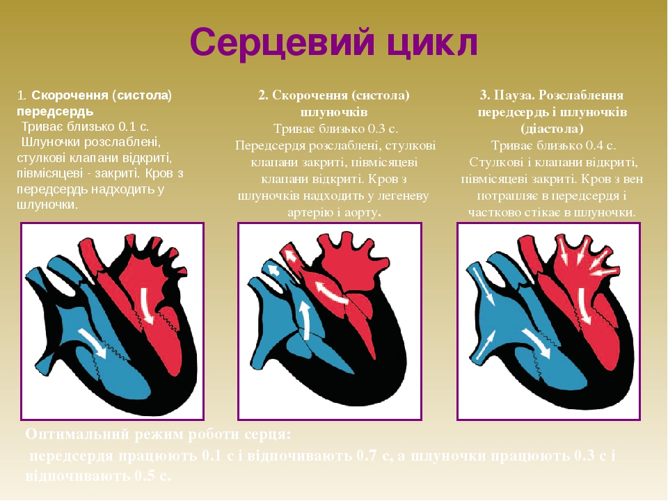 Сердечный цикл. Фазы сердечного цикла. Схема сердечного цикла. Систола и диастола сердца таблица. Сокращение предсердий в сердечном цикле