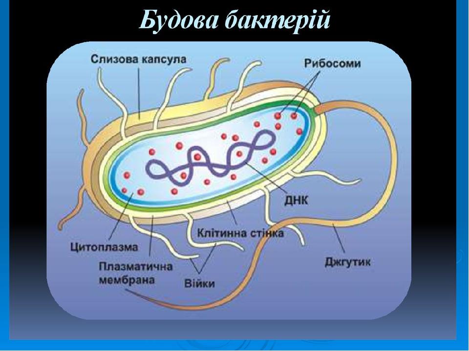 Строение бактериальной клетки 7 класс рисунок с подписями