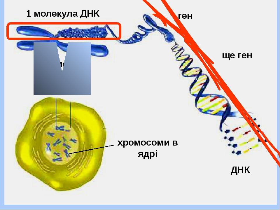 Презентація на тему. Нукленові кислоти. | Презентація. Біологія