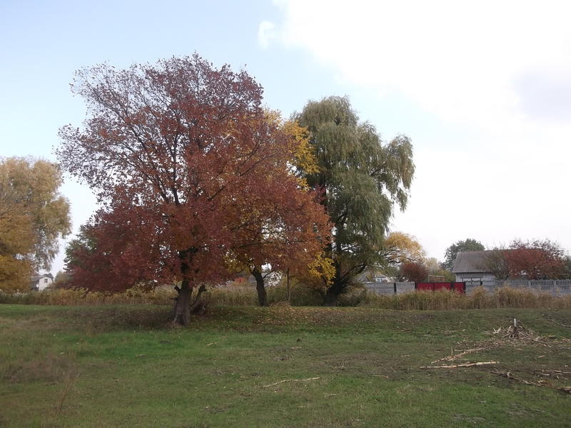 01006mw3-7d9d-800x600.jpg