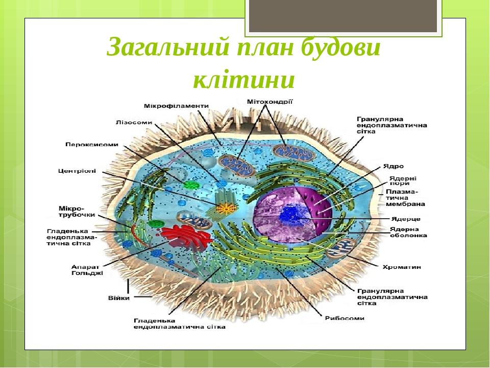 Загальний план будови клітини