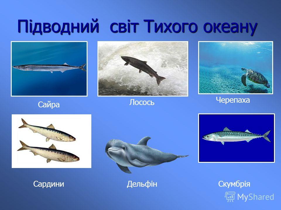 Животные Тундры Фото И Названия