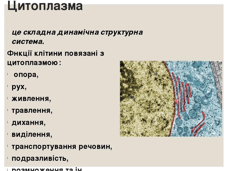 Цитоплазма це складна динамічна структурна система. Фнкції клітини повязані з цитоплазмою: опора, рух, живлення, травлення, дихання, виділення, тра...