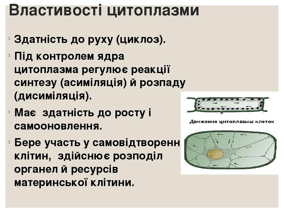Властивості цитоплазми Здатність до руху (циклоз). Під контролем ядра цитоплазма регулює реакції синтезу (асиміляція) й розпаду (дисиміляція). Має ...