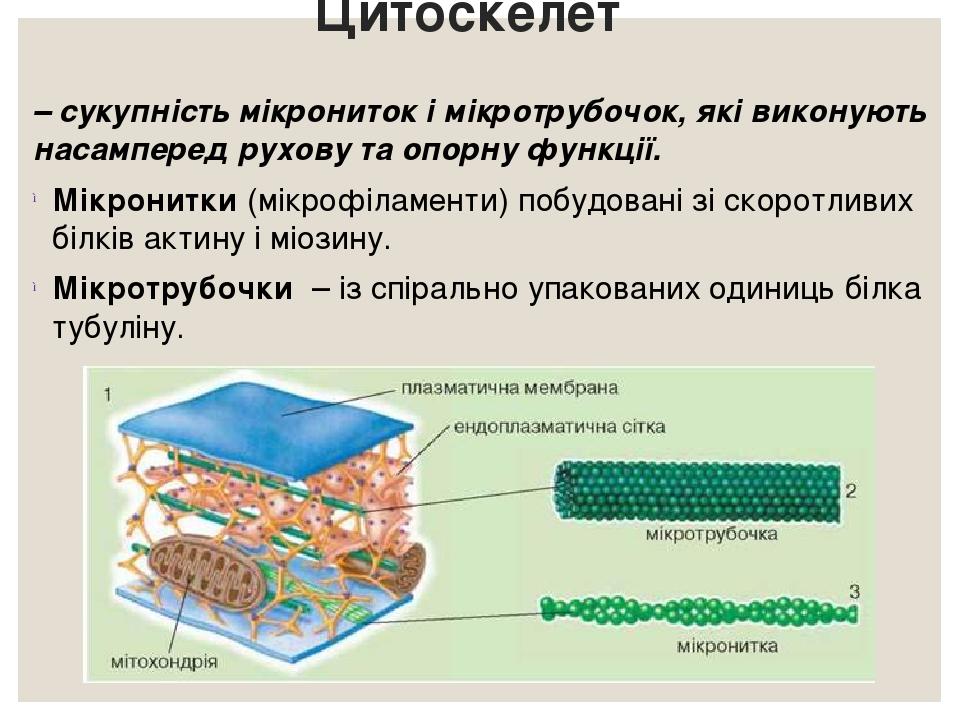 Цитоскелет – сукупність мікрониток і мікротрубочок, які виконують насамперед рухову та опорну функції. Мікронитки (мікрофіламенти) побудовані зі ск...